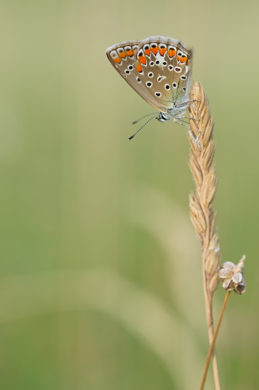 Lycaenidae da identificare